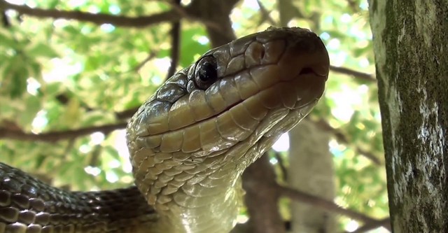 The Secret Life of Snakes