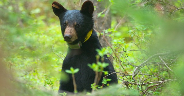 Wild Bear Rescue