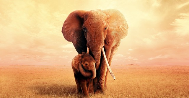 Watch Secrets of the Elephants TV Show - Streaming Online