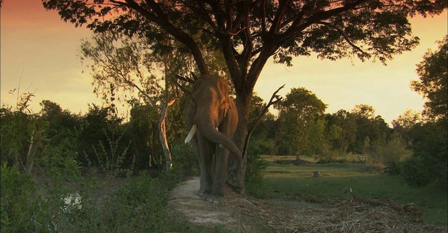 Elephant Whisperer