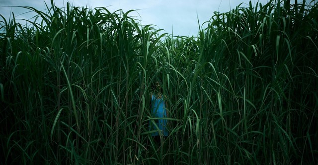 Dans les hautes herbes