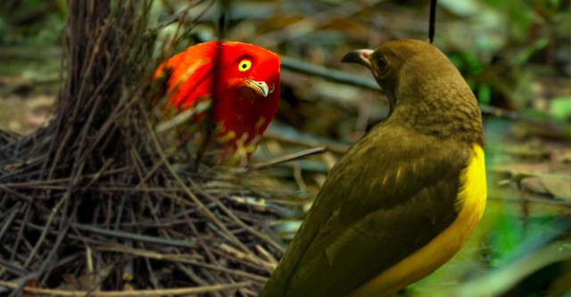 Bailando con los pájaros