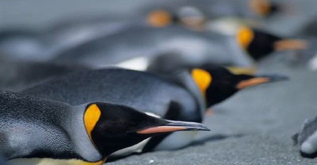 Penguins: The Story of the Bird that wanted to be Fish