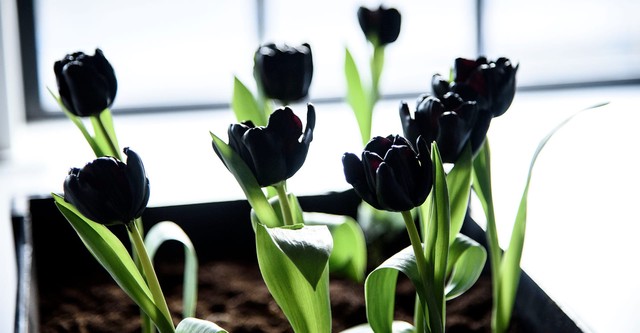 Black Tulip