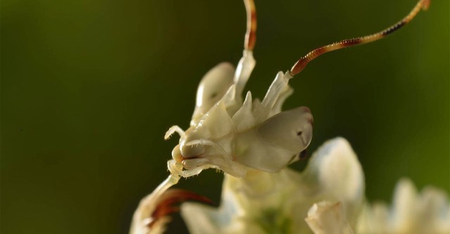 Micro Monsters with David Attenborough