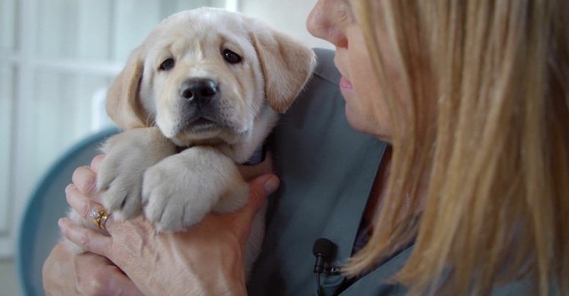 Vom Welpen zum Blindenhund