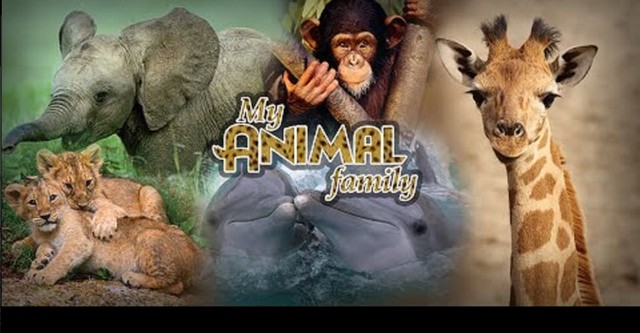 My Animal Family