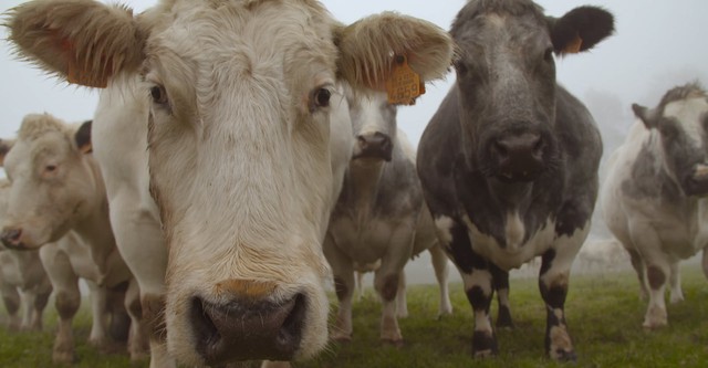 Et l'homme créa la vache