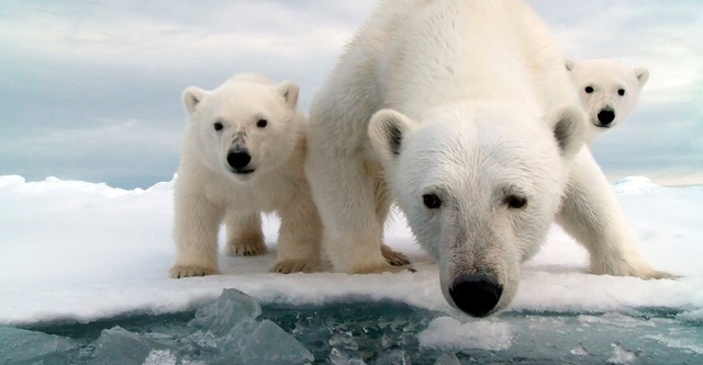 Snow Bears, vita da orsi