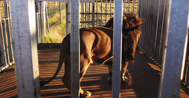 Blood Lions