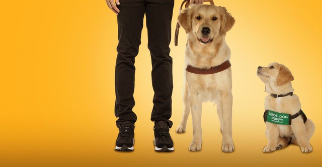 Piccoli cani guida crescono