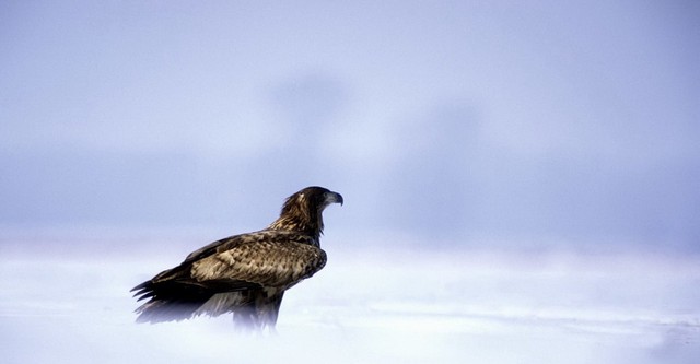 Eagles: Queen of the Skies