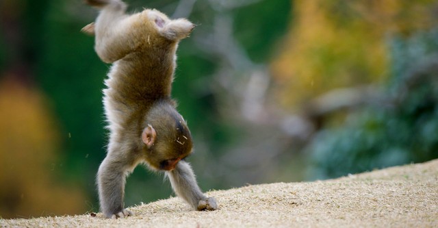 Grandir dans la savane