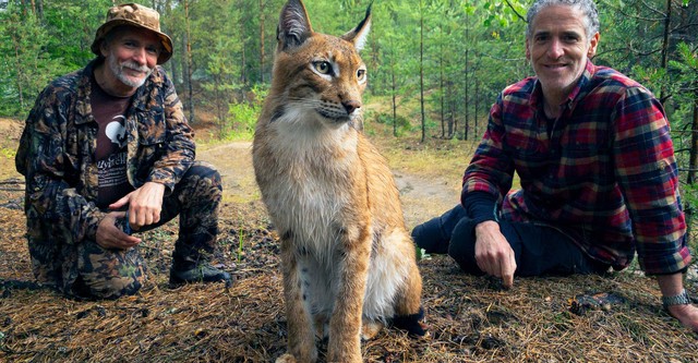 Les Bébés Lynx et Moi