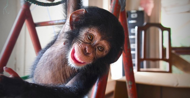 Baby Chimp Rescue