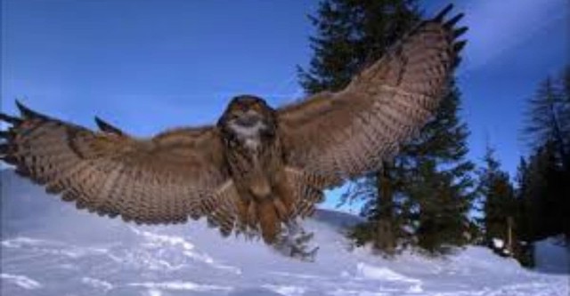 Der Flug der Eule