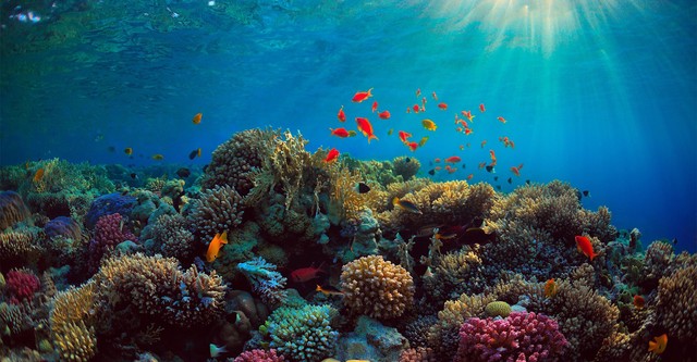 Korallensterben - Rettung am Great Barrier Reef