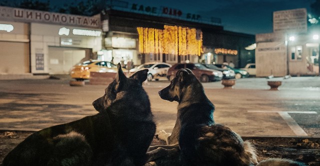 Cães do Espaço
