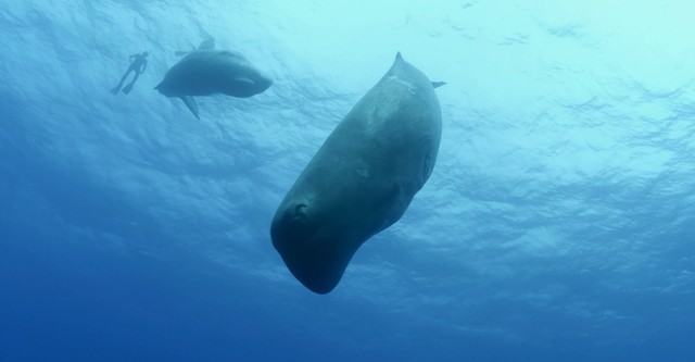 Song of the Sperm Whale