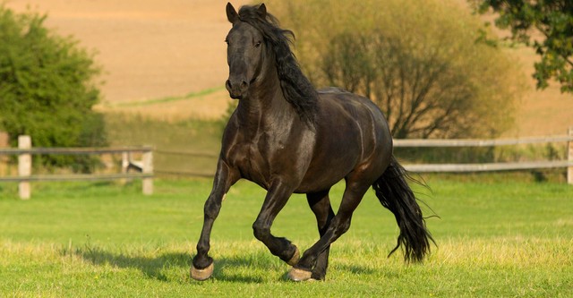 Les Aventures de Prince Noir