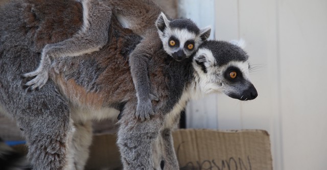 Secrets of the Zoo: Down Under