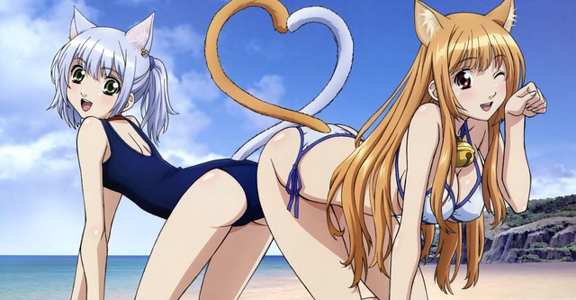 Beldades do Planeta dos Gato