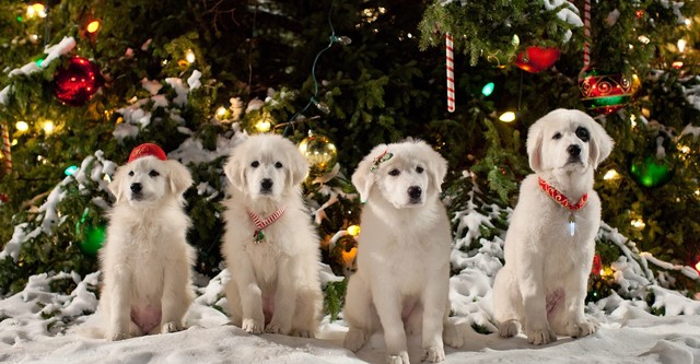 Les Chiots Noël, la relève est arrivée