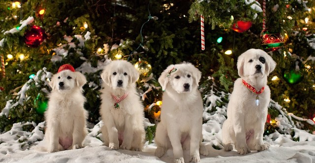 À Procura do Patas Natal 2 - Os Cachorros de Natal