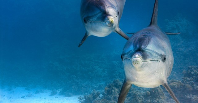 Delfines: La vida en el arrecife