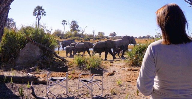 In the Footsteps of Elephant