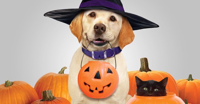 Ein Hund rettet Halloween