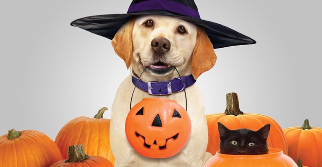 El perro que salvó Halloween