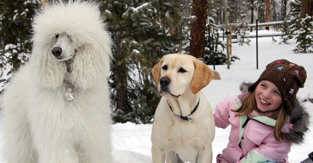 El perro que salvo la Navidad