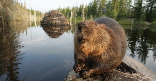 White Tuft, the Little Beaver