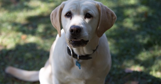 Ein Hund rettet Ostern