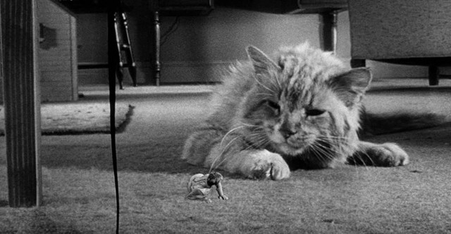 The Incredible Shrinking Man