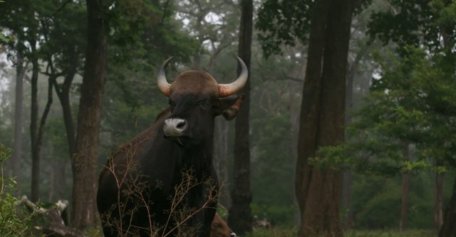 Wild Karnataka