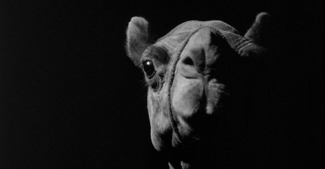 A Camel