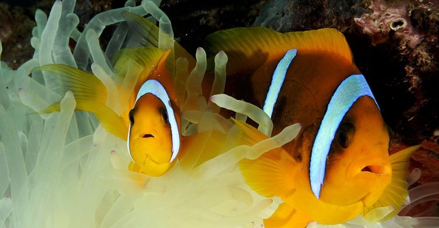 Filmstar Fish: Struggle For Survival