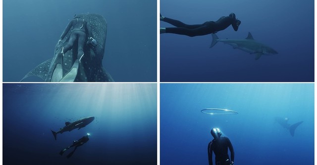 Swimming with Legends