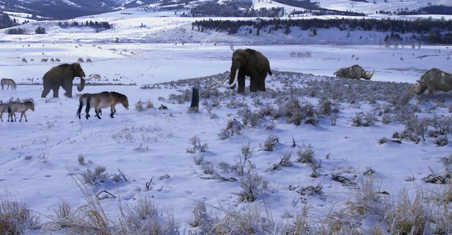 Age of Big Cats