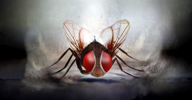 Eega streaming: where to watch movie online?