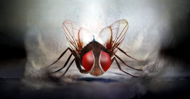 Makkhi