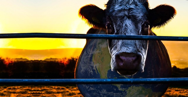 Cowspiracy - Klíč k udržitelnosti