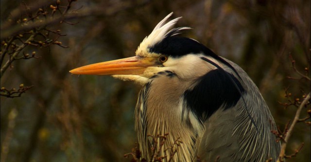 Iolo's Secret Life of Birds