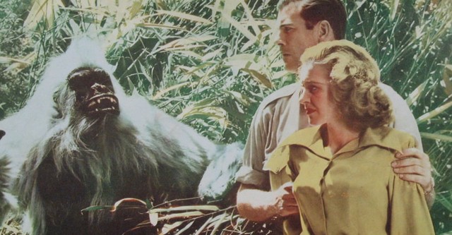 Pongo, O Gorila Branco