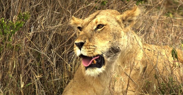 Serengeti: Nature's Greatest Journey