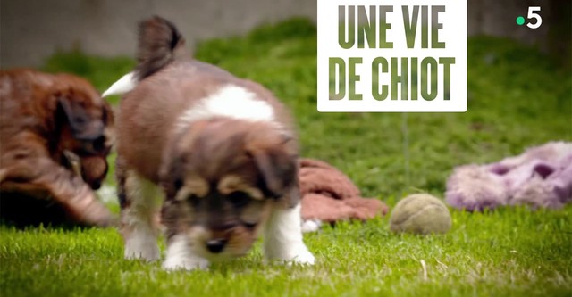 Une vie de chiot