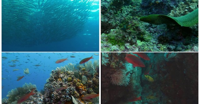 Weltnaturerbe Kolumbien 3D: Malpelo Nationalpark