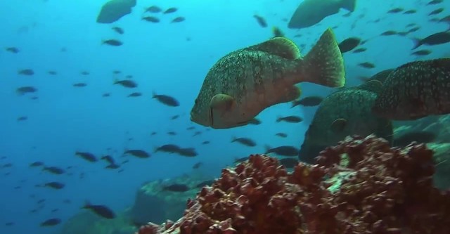 Predadores Perigosos - Os Mais Temidos dos Oceanos